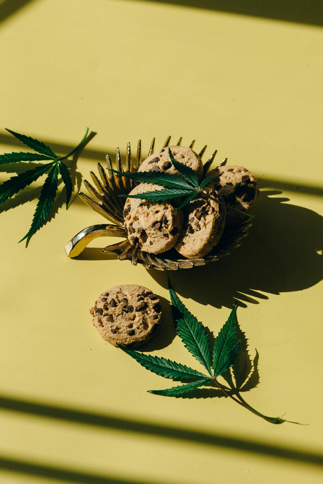 Understanding CBD: Full Spectrum, Broad Spectrum, and Isolate